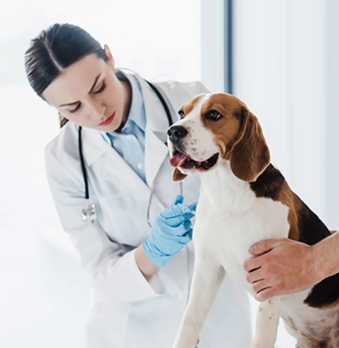 Çeltikçi Veteriner